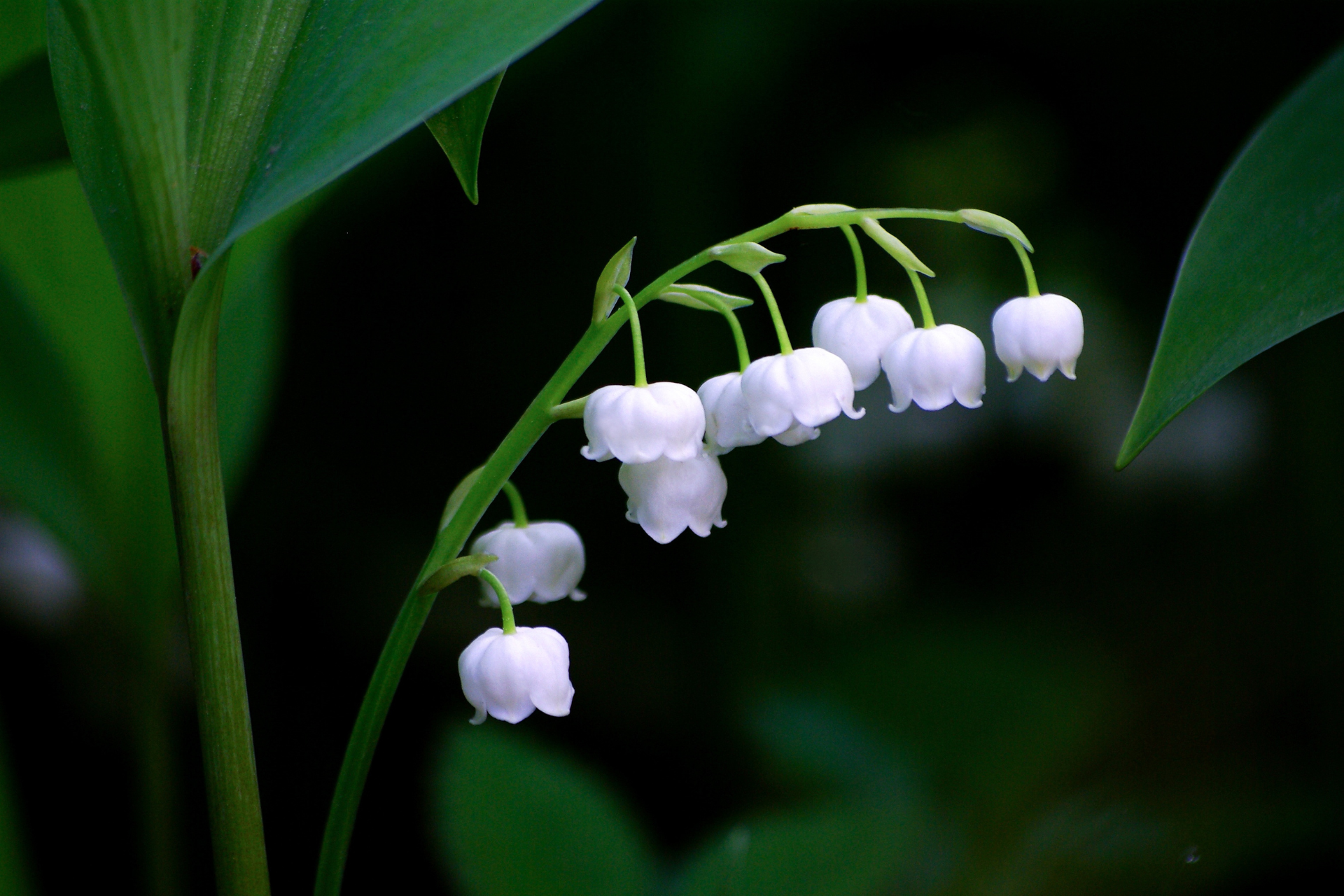 Lily-of-the-Valley (Convallaria majalis)