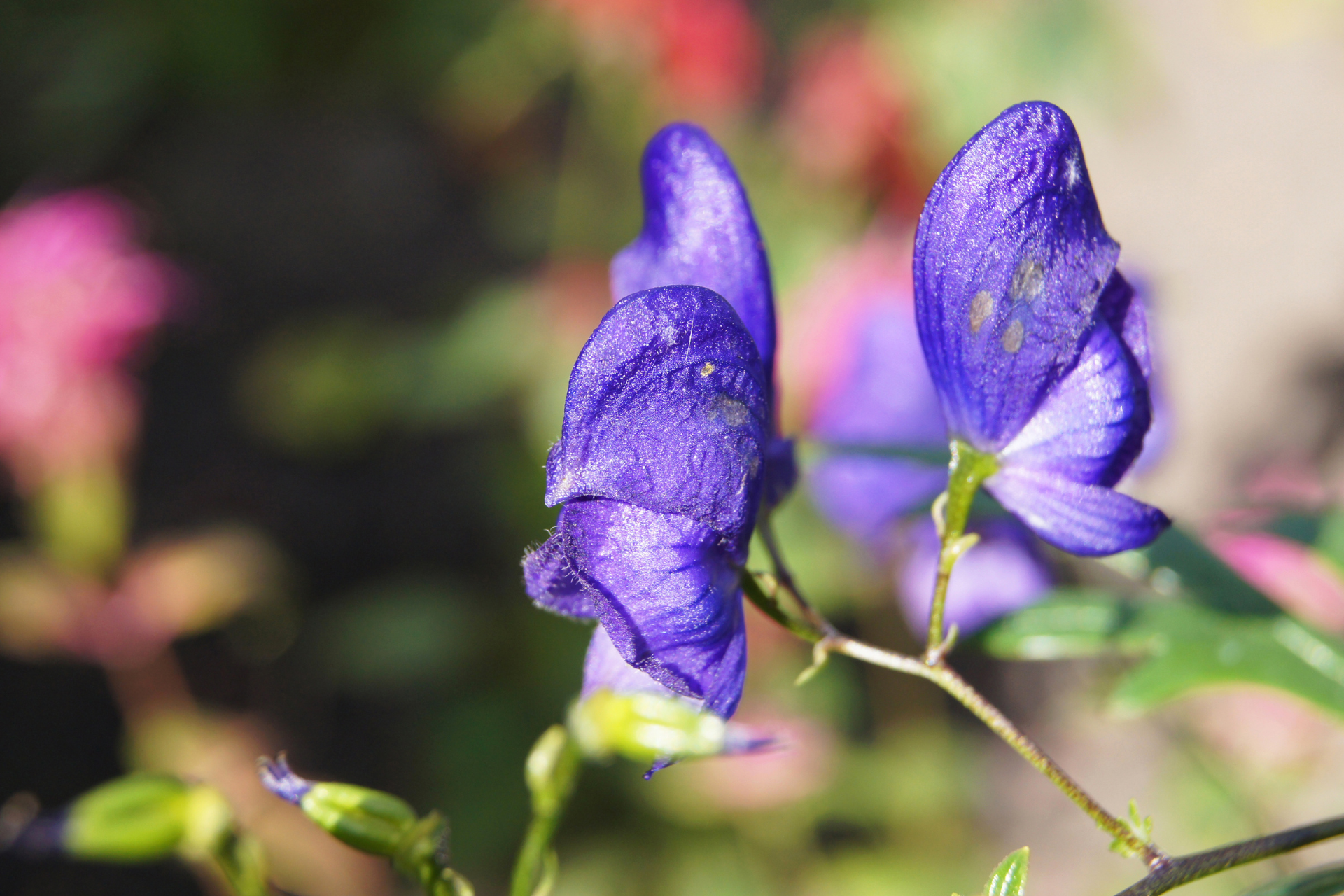 Monkshood (Aconitum napellus)