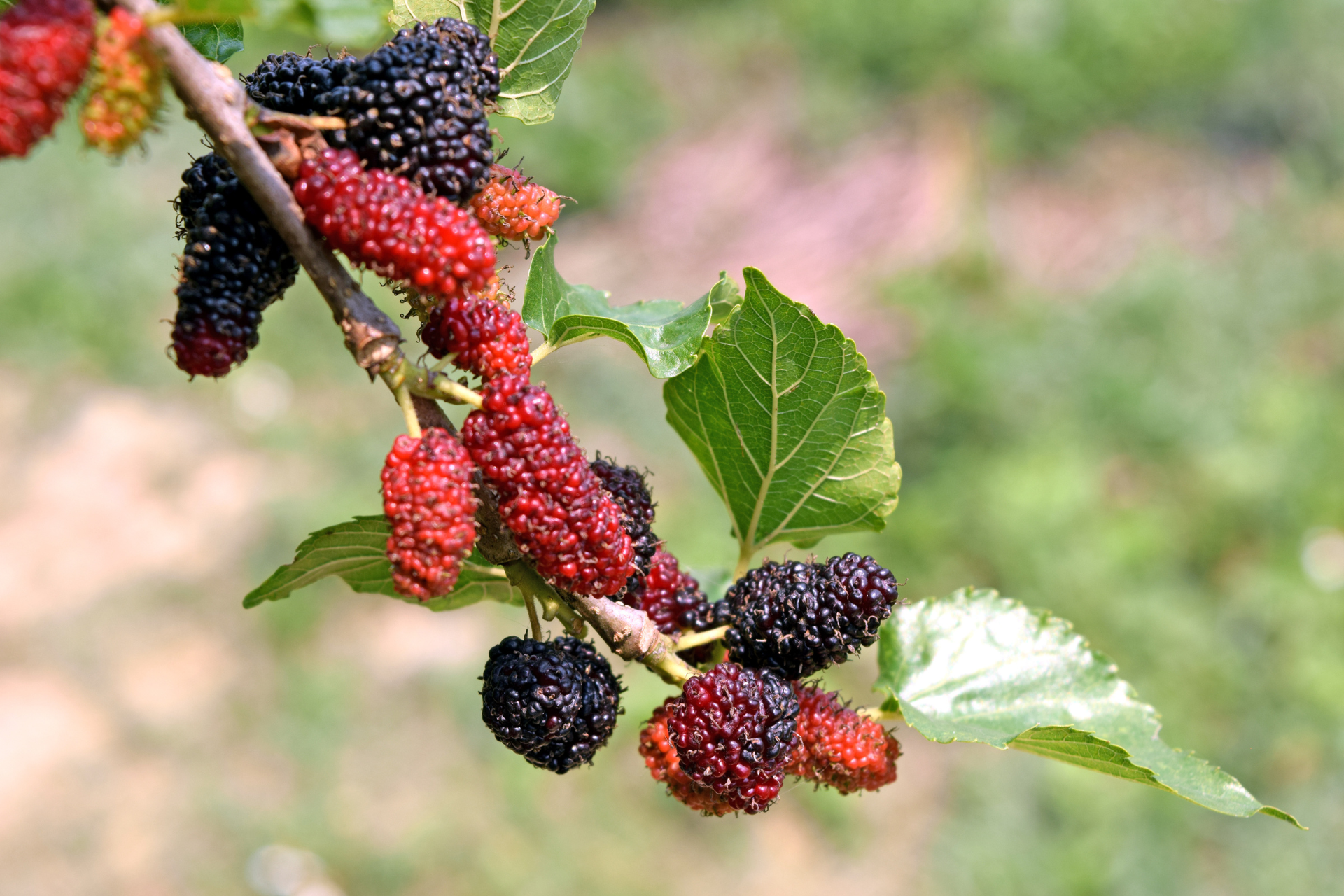Mulberry Tree