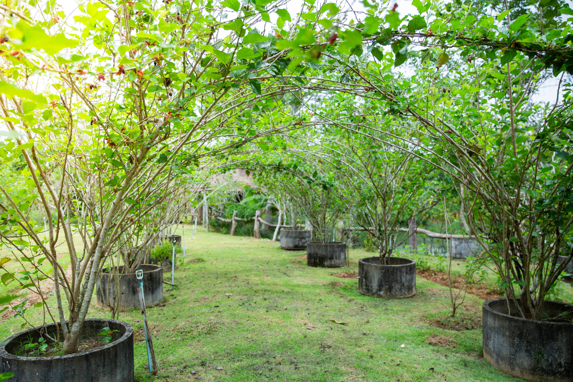 Mulberry tree in pots