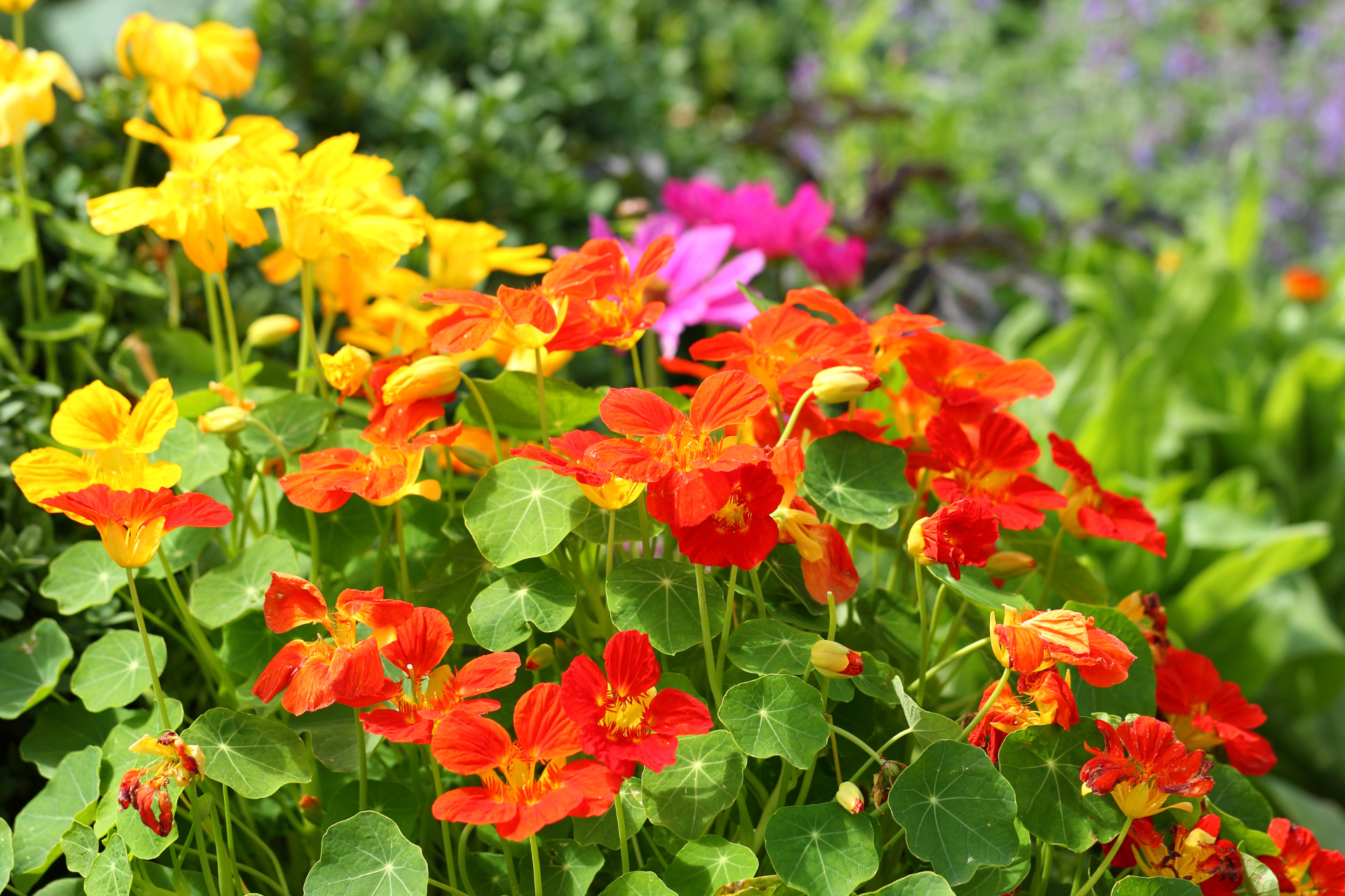 Nasturtiums