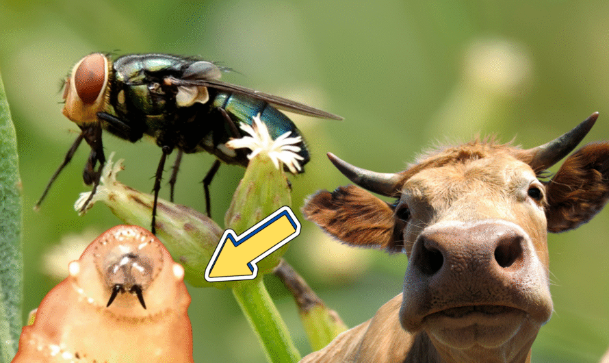 This Fly Threatens to Crash the U.S. Cattle Industry and Cost It Millions of Dollars
