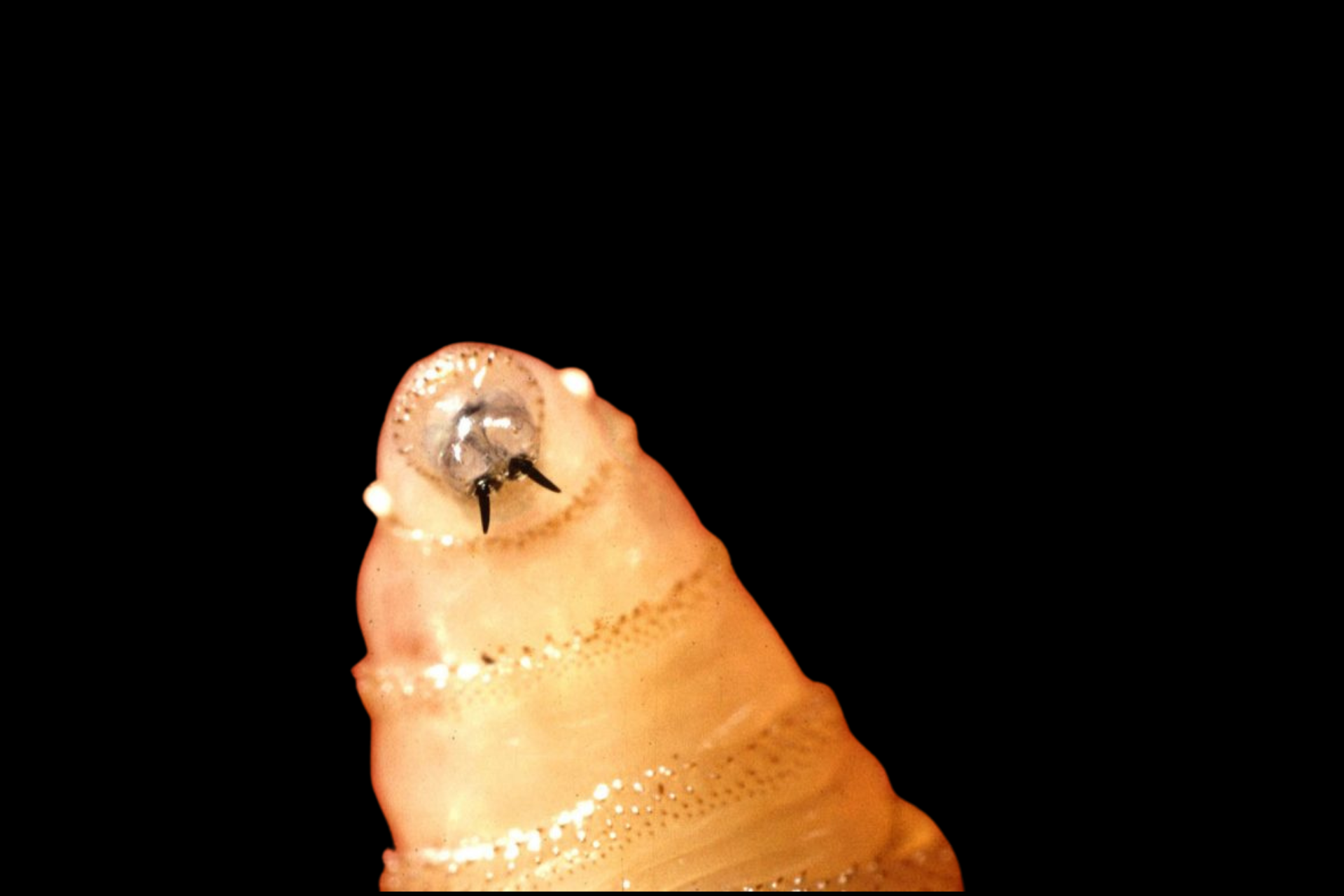 New World Screwworm Maggot