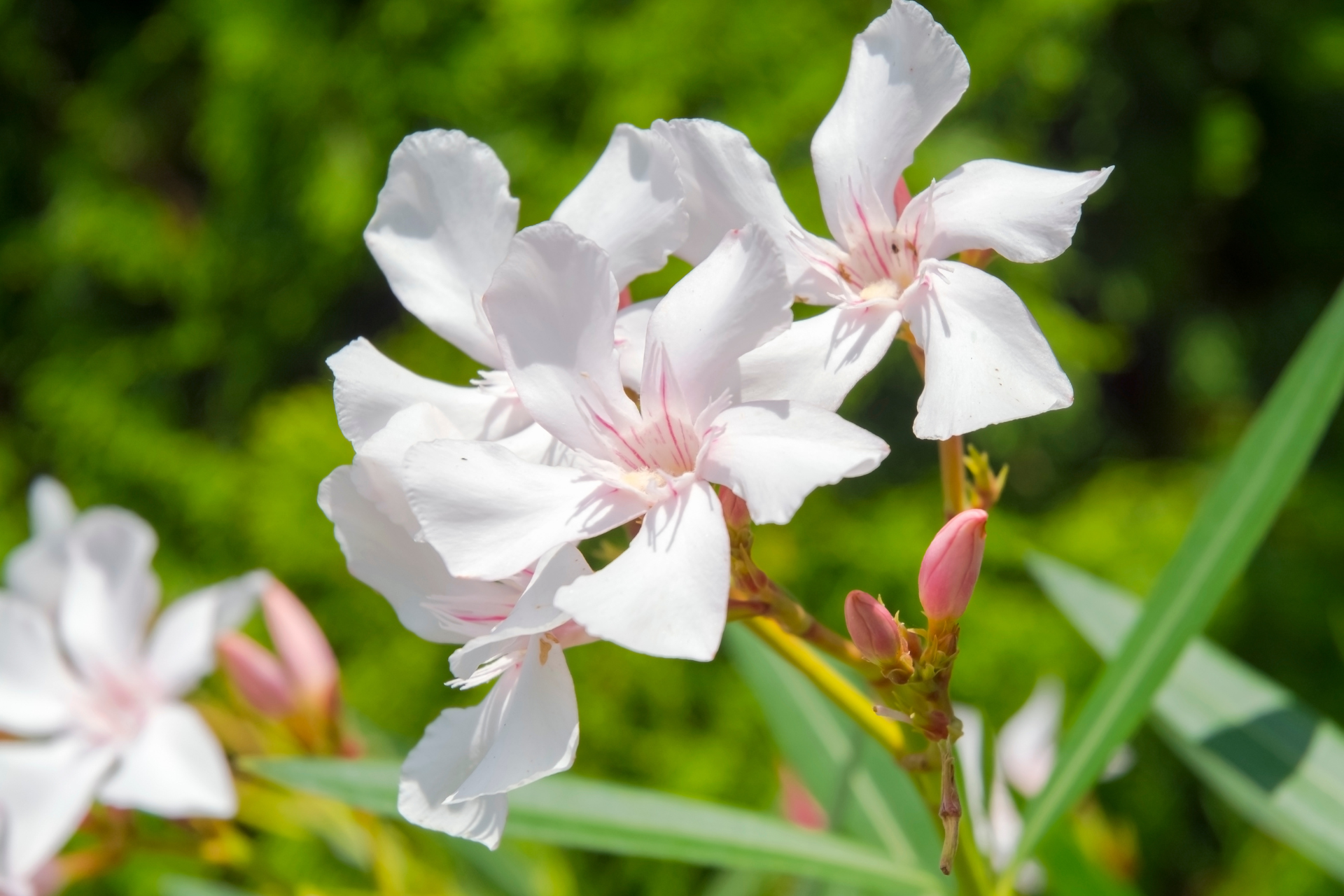 Oleander (Nerium oleander)