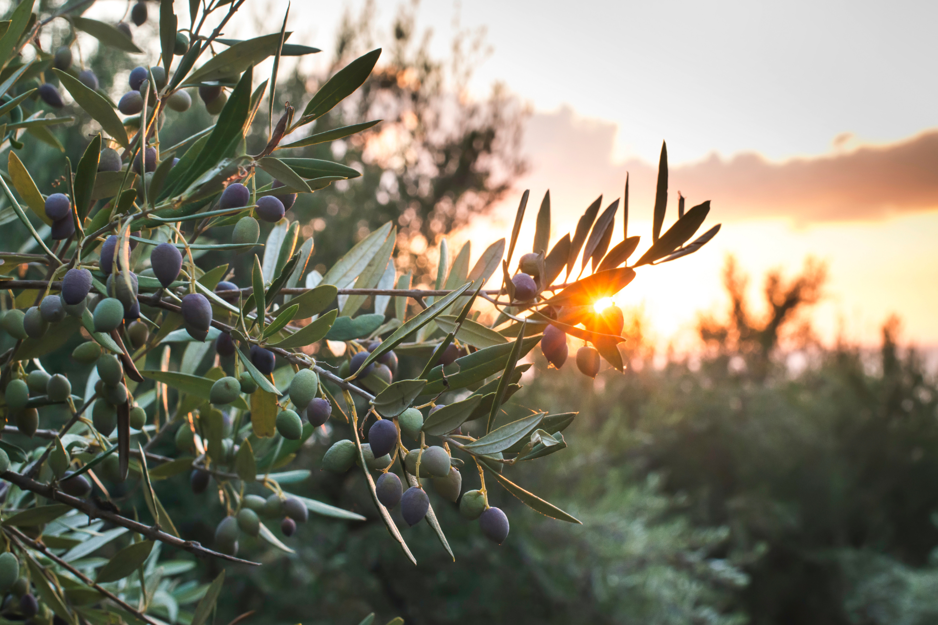 Olive Tree