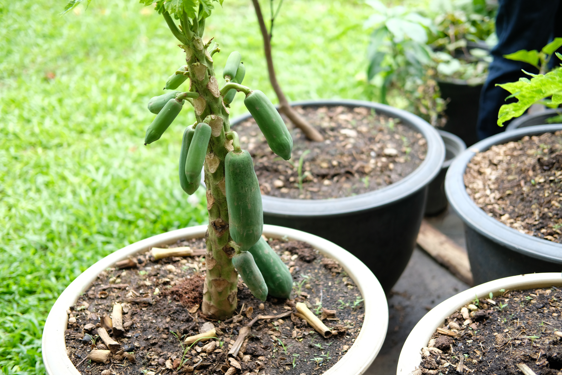Papaya (Carica papaya)