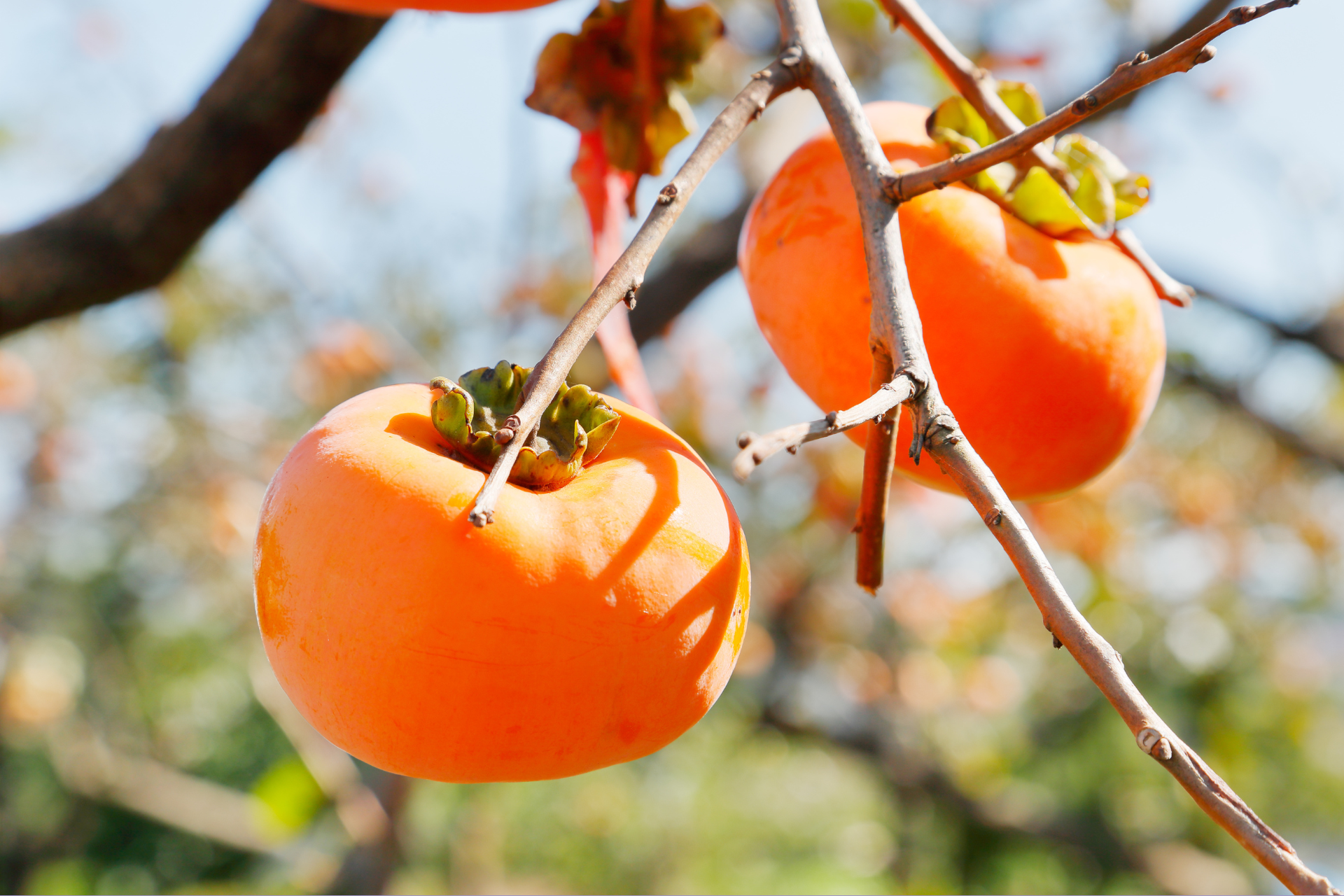 Persimmon Tree