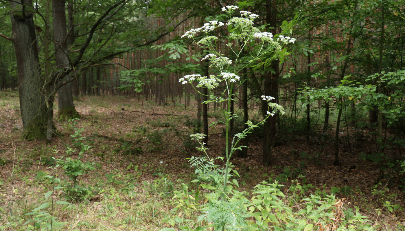 Poison Hemlock Plant