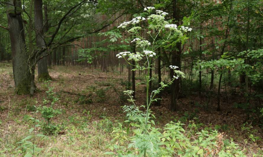 Act Fast: Missouri Issues Alert Over Harmful Invasive Plant
