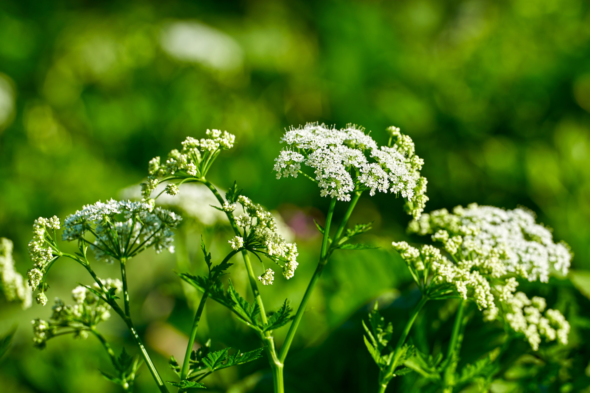 Poison Hemlock Plant in Missouri
