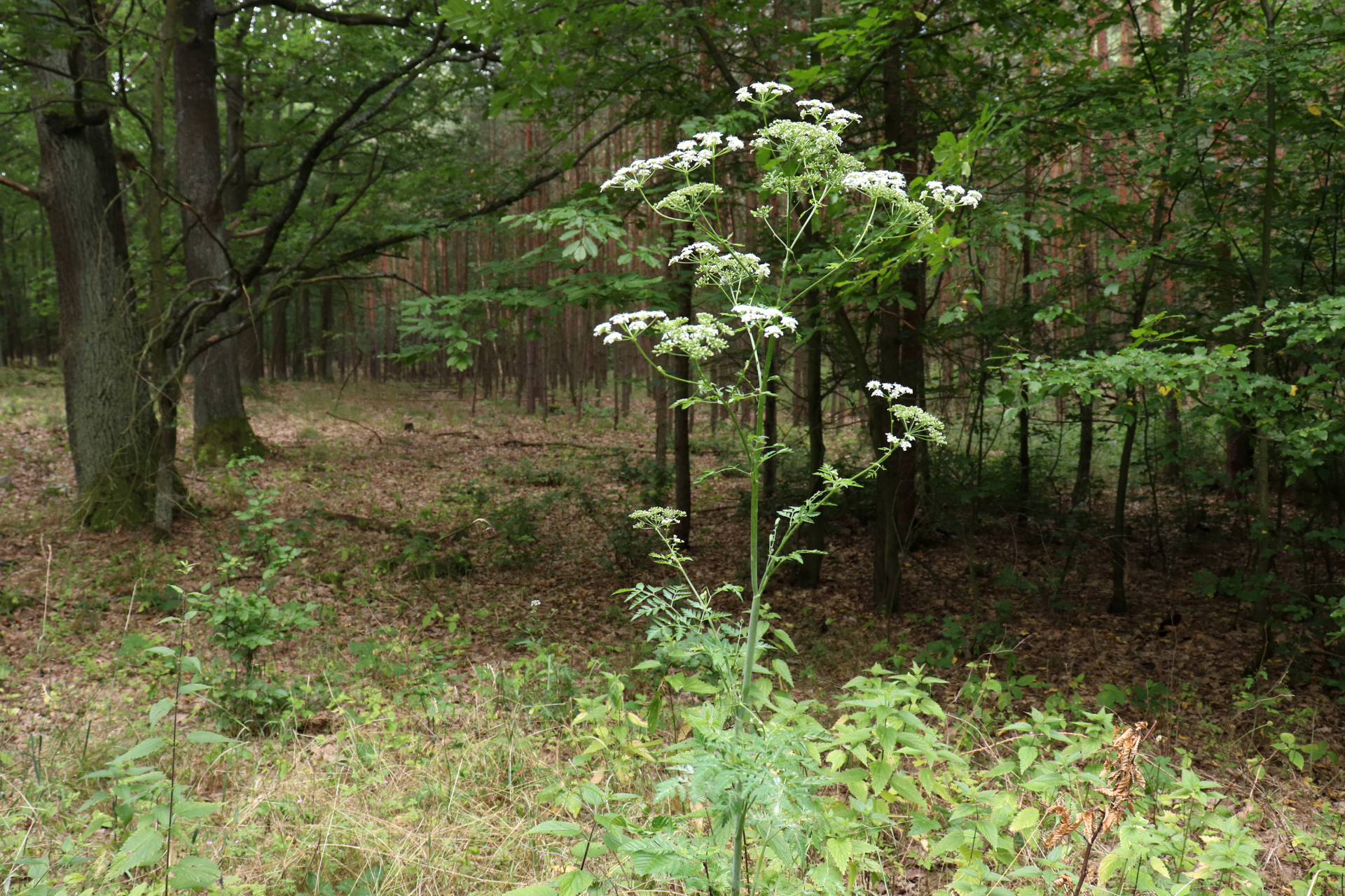 Poison Hemlock Plant