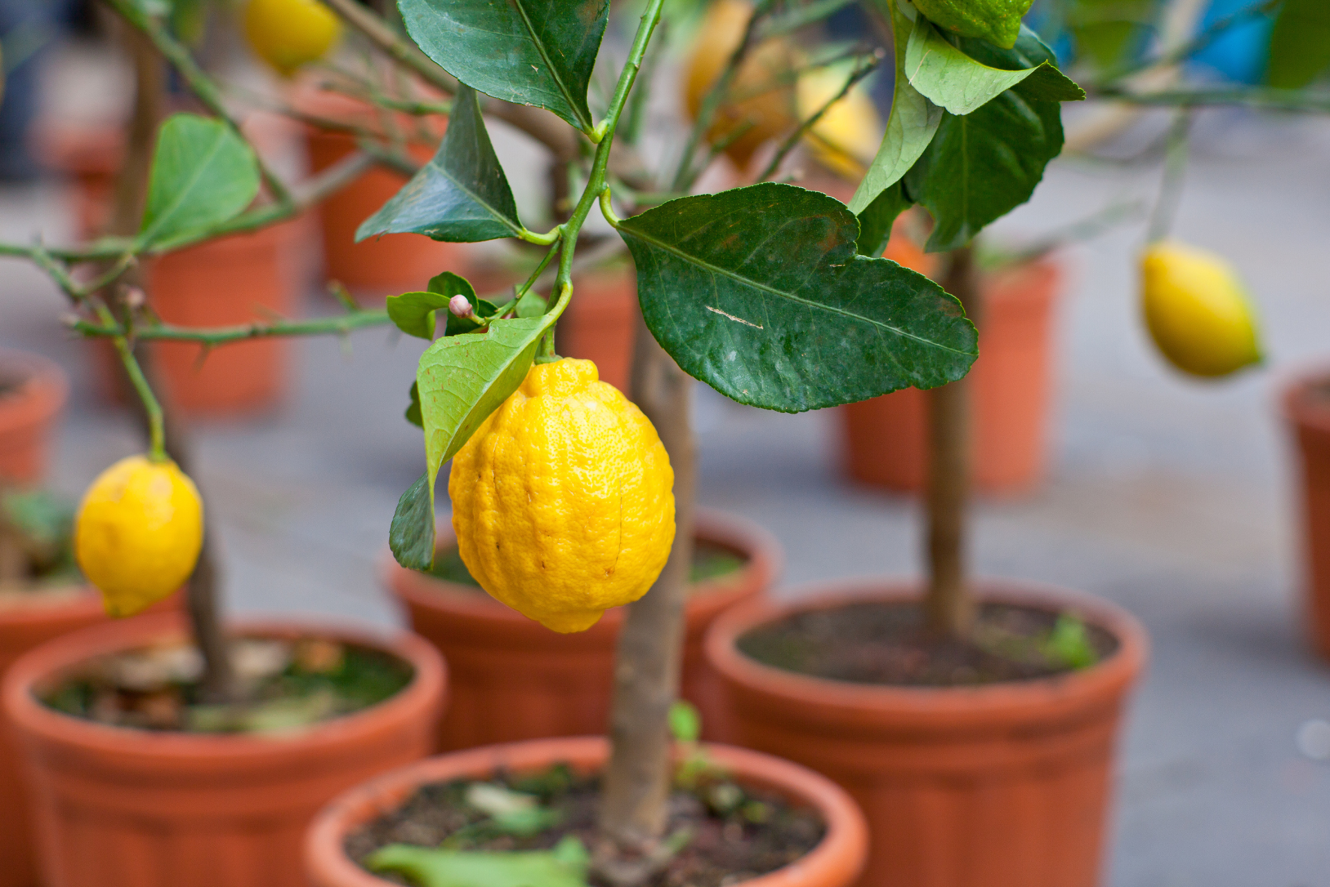 Potted Lemon Tree