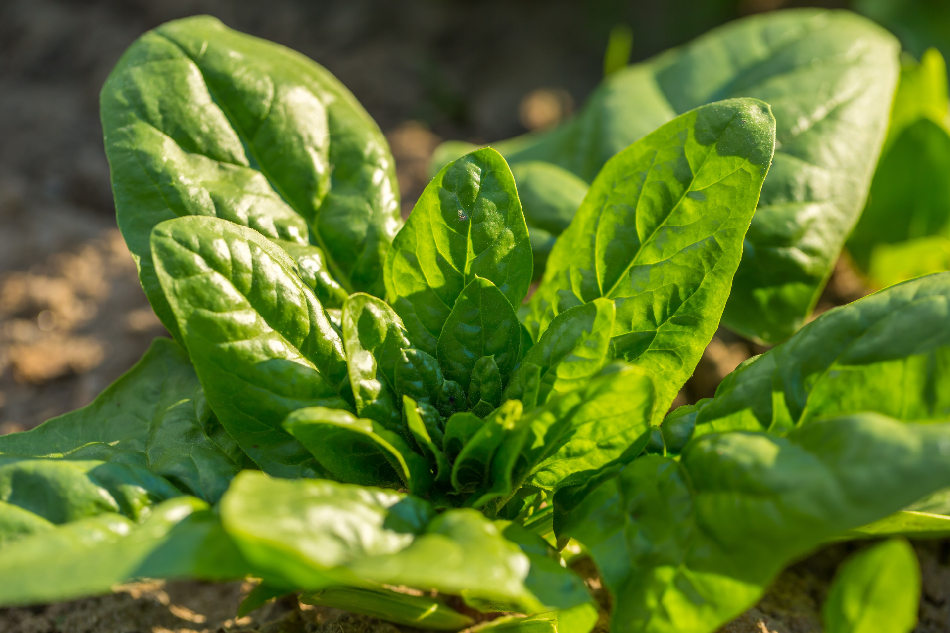 Signs Your Spinach is Ready 