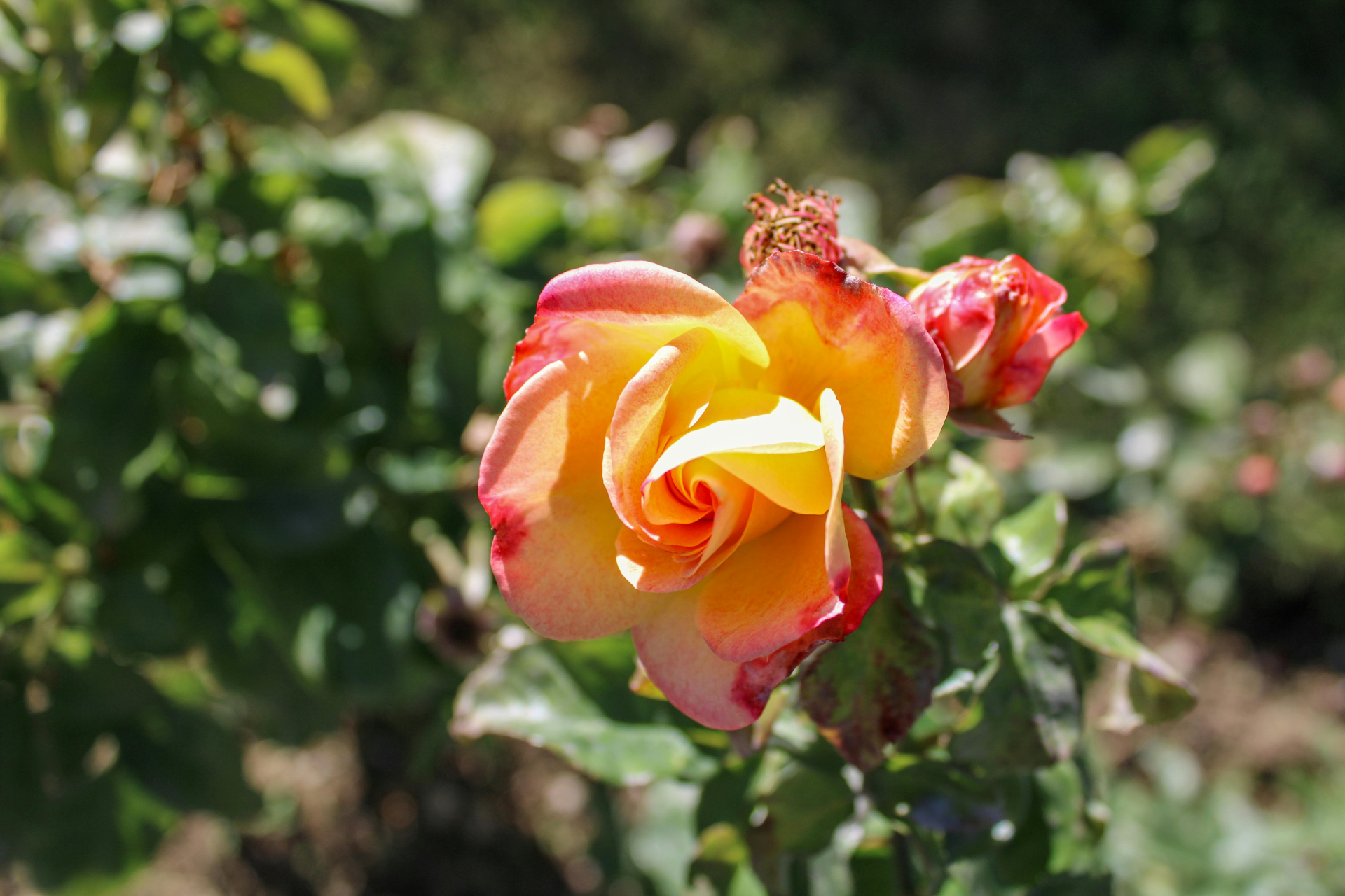 Sweet Briar Rose tree