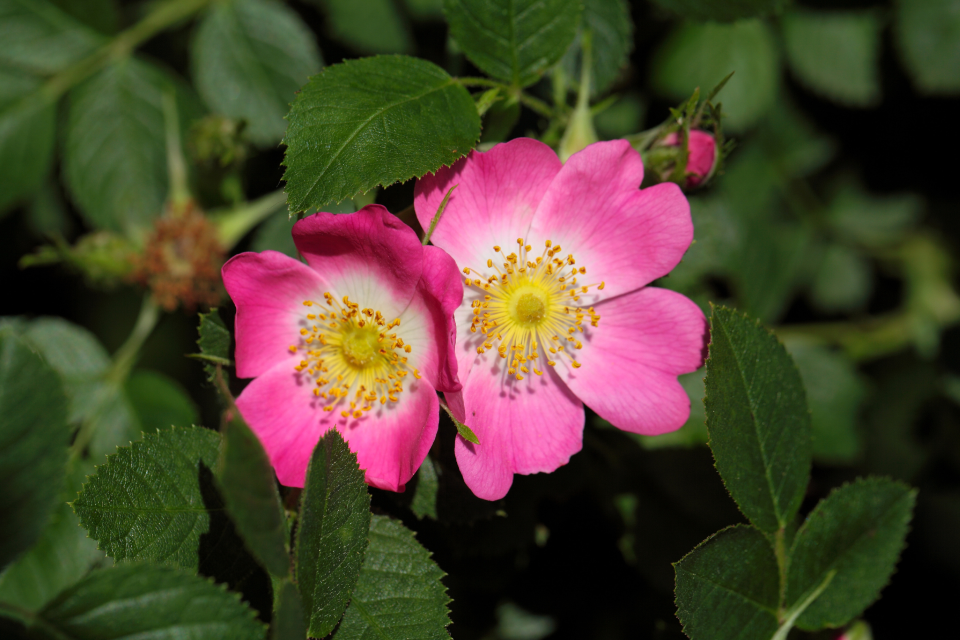 Sweet Briar Rose