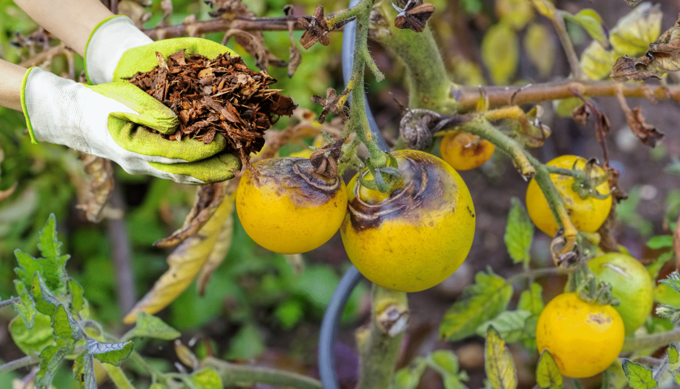 Tomato Blight