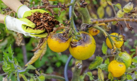 Tomato Blight