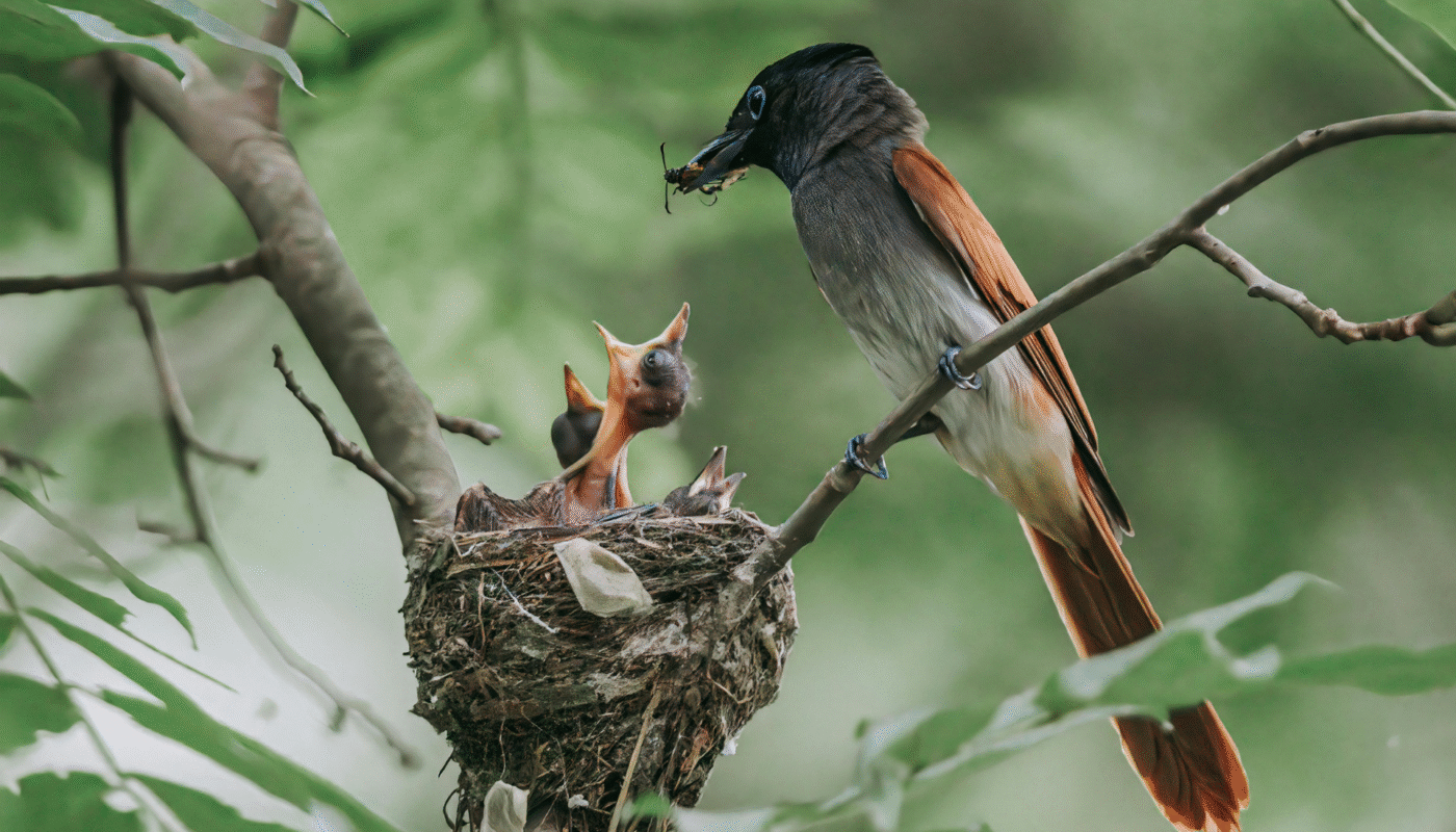 Trees to protect birds