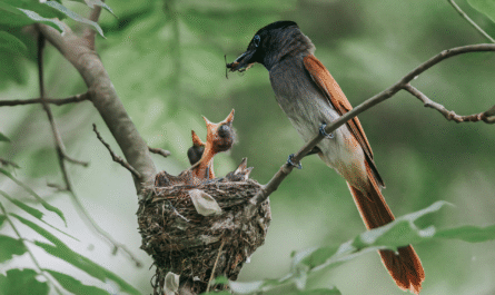 Trees to protect birds