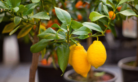 Watering Lemon Tree