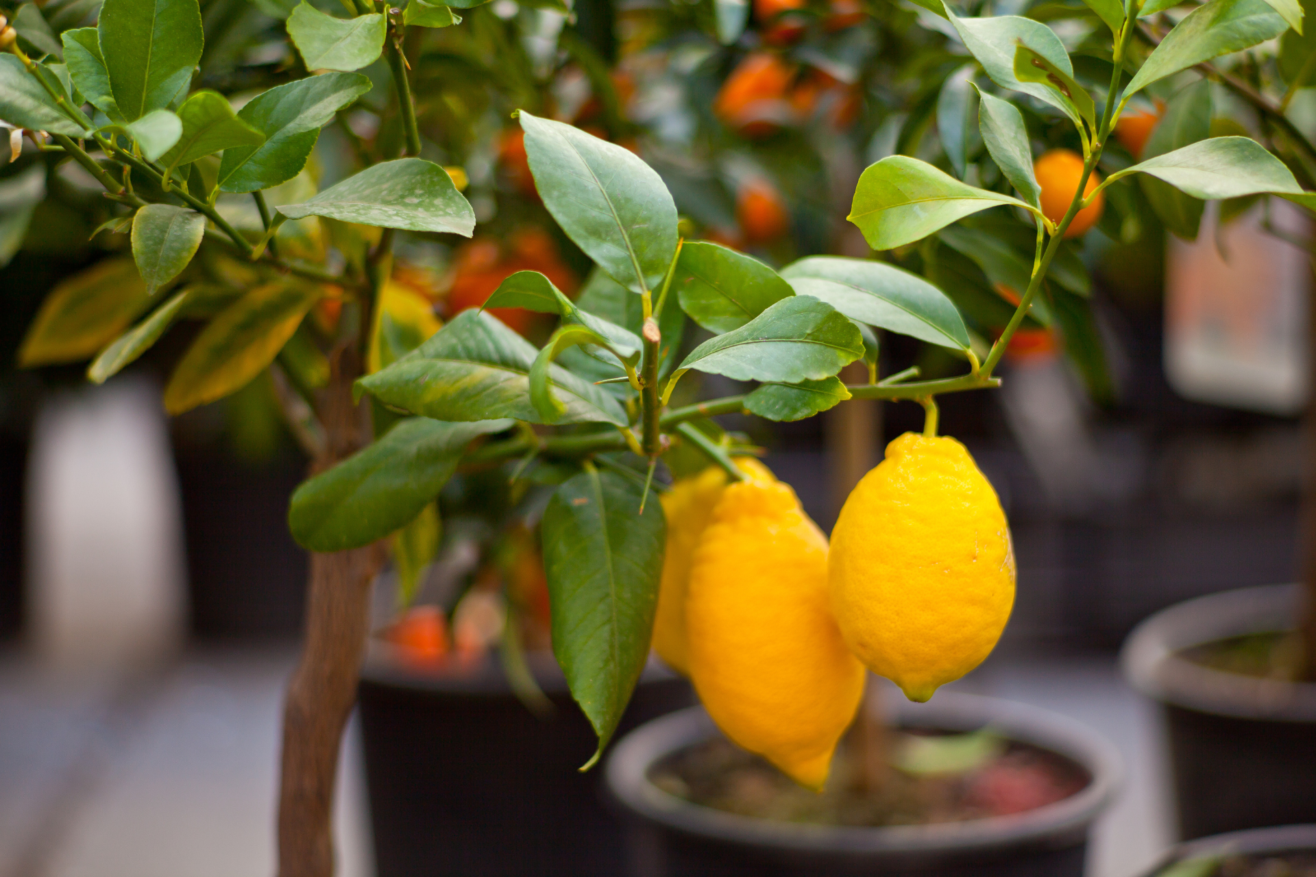 Watering Lemon Tree