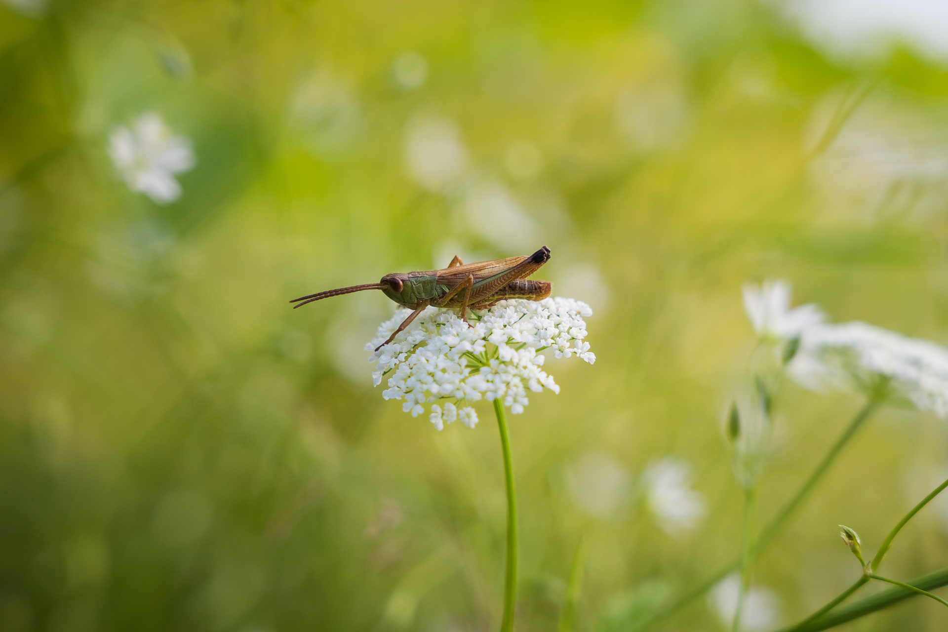 What not to do with Poison Hemlock Plant in Missouri