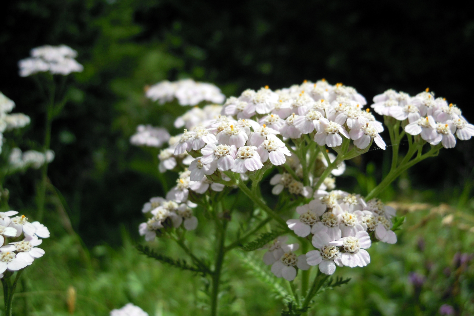 Yarrow plant