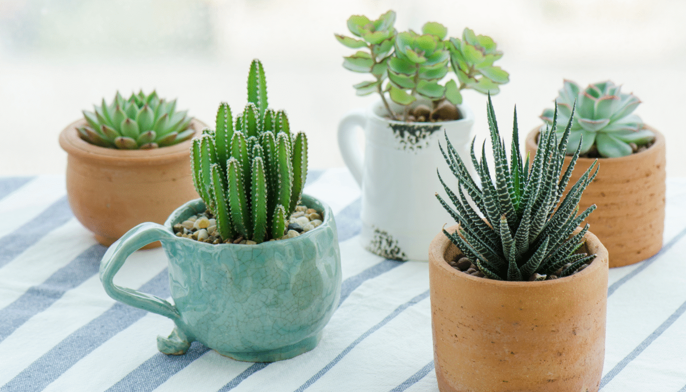 how to maintain succulents