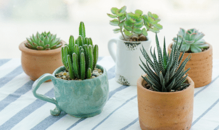 how to maintain succulents