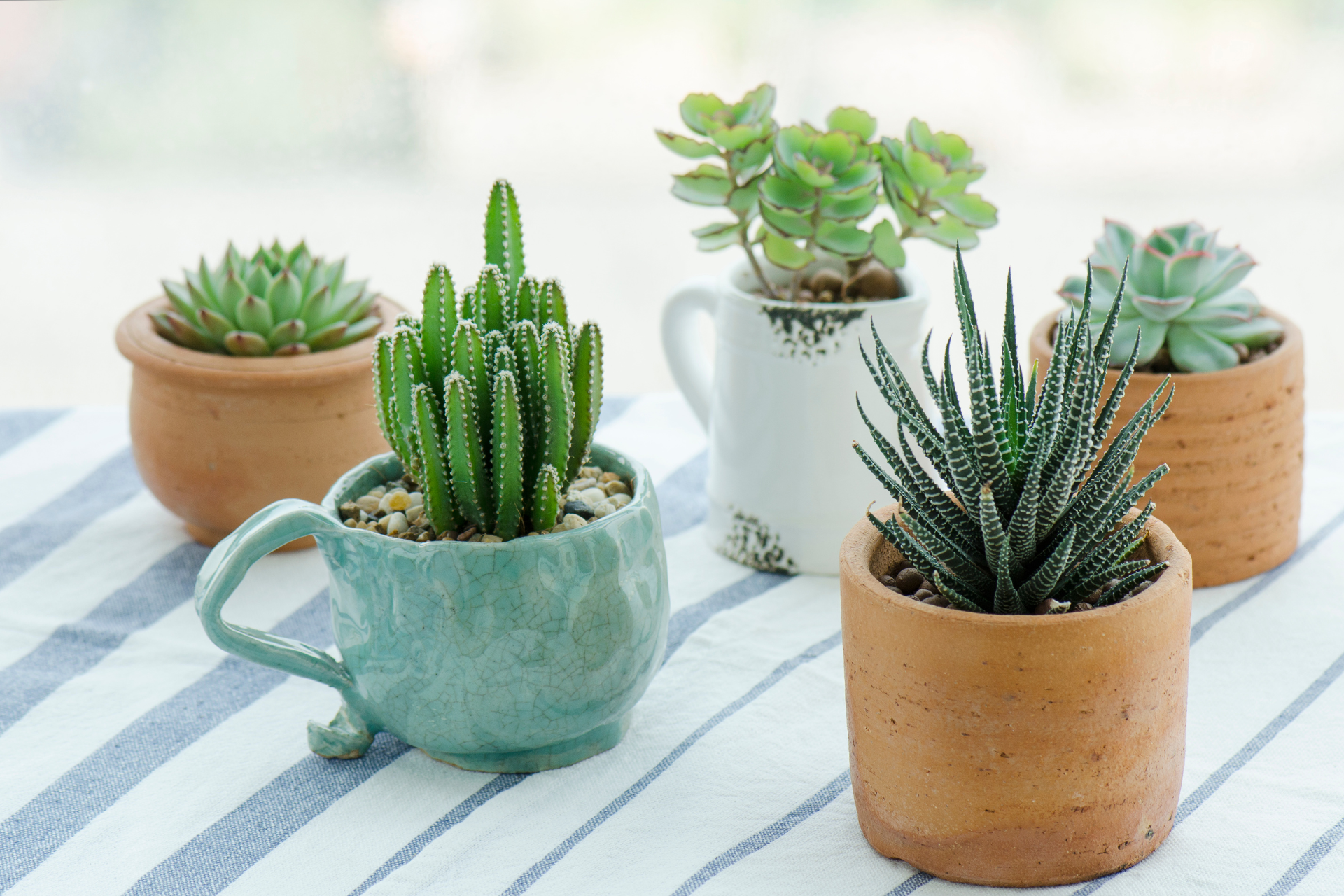 how to maintain succulents