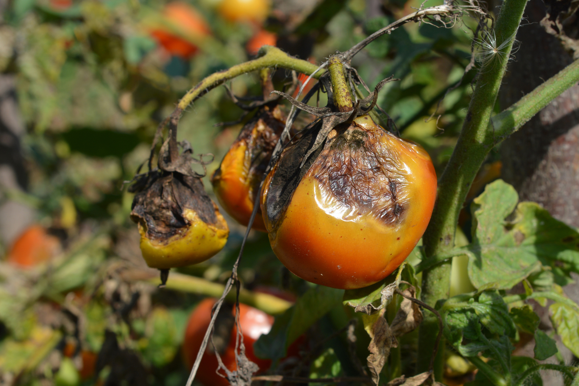 mulch on tomato Blight
