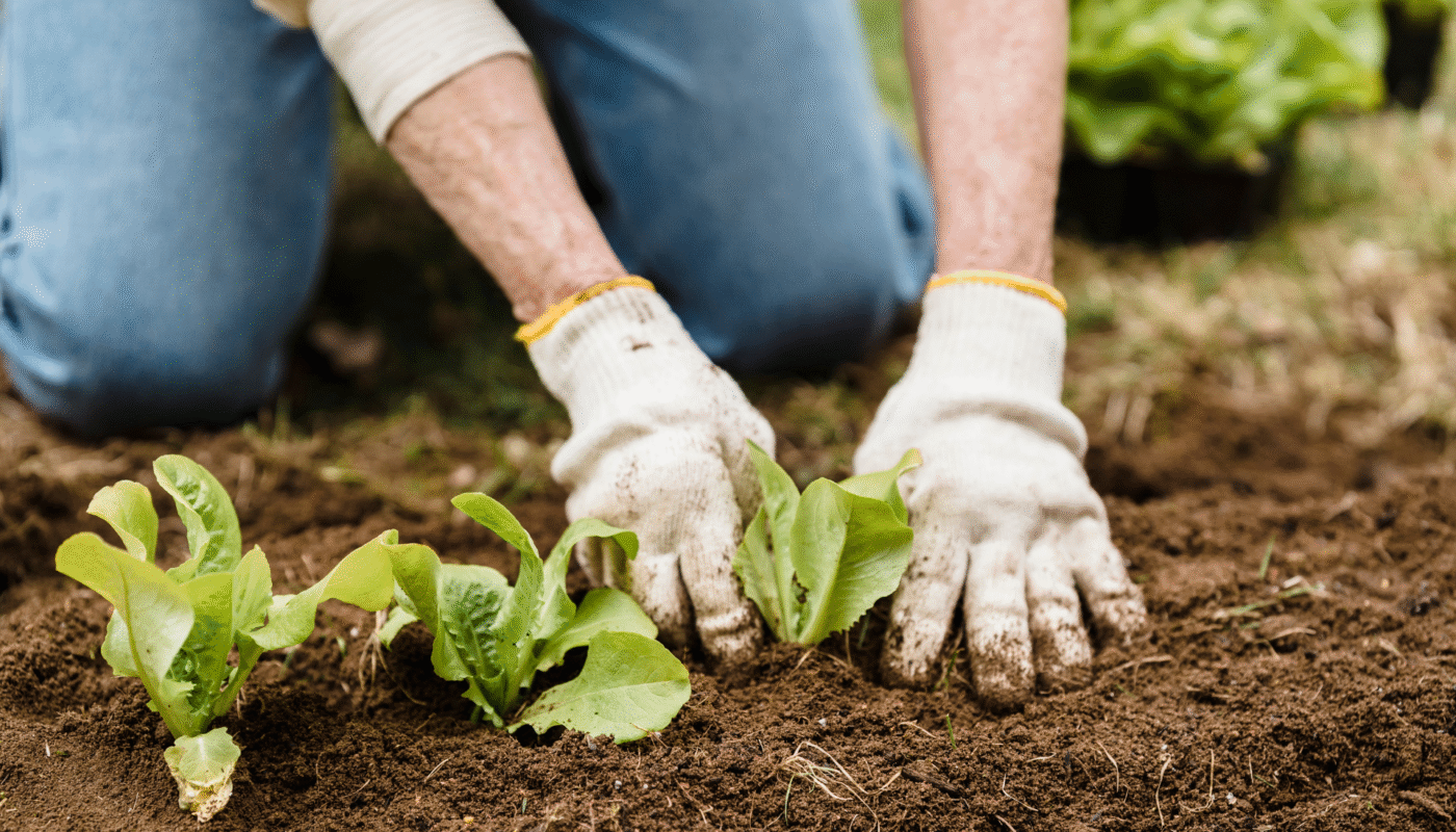 13 Expert-Recommended Vegetables to Plant in July