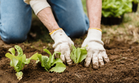 13 Expert-Recommended Vegetables to Plant in July