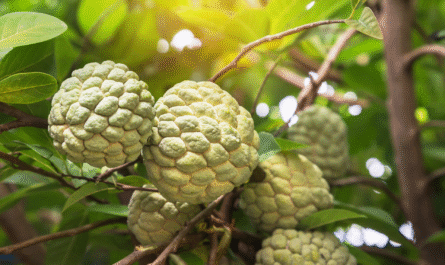 7 Best Soil Boosters to Help Fruit Trees Thrive