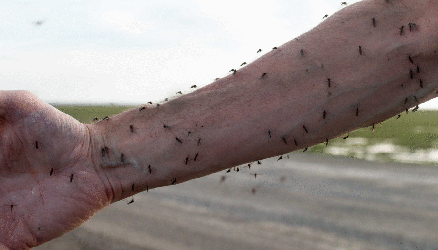 8 Effective Ways to Prevent Mosquito Bites