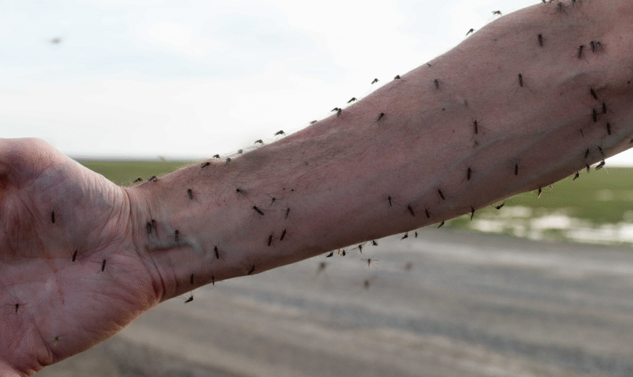 8 Effective Ways to Prevent Mosquito Bites, According to  Expert