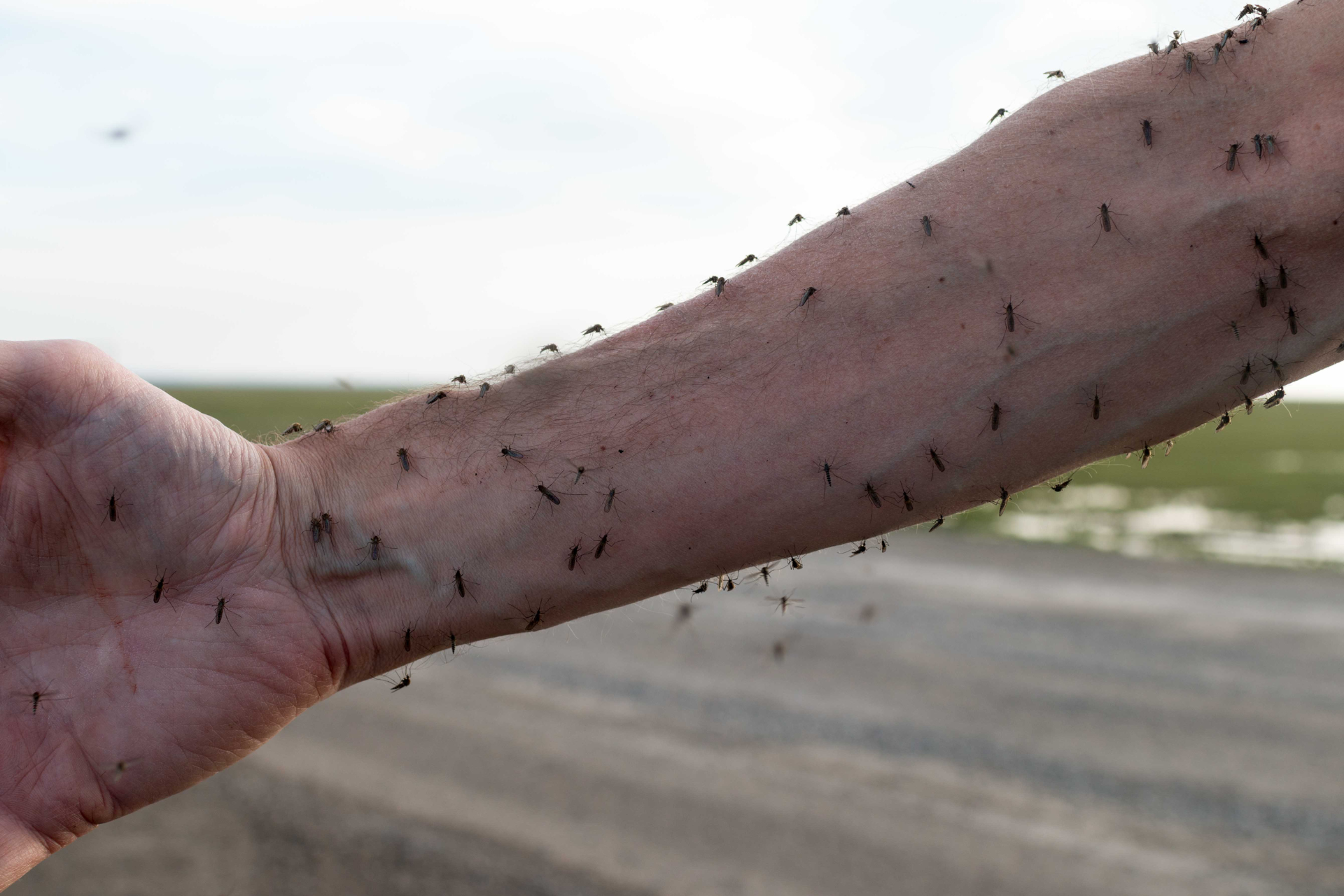 8 Effective Ways to Prevent Mosquito Bites