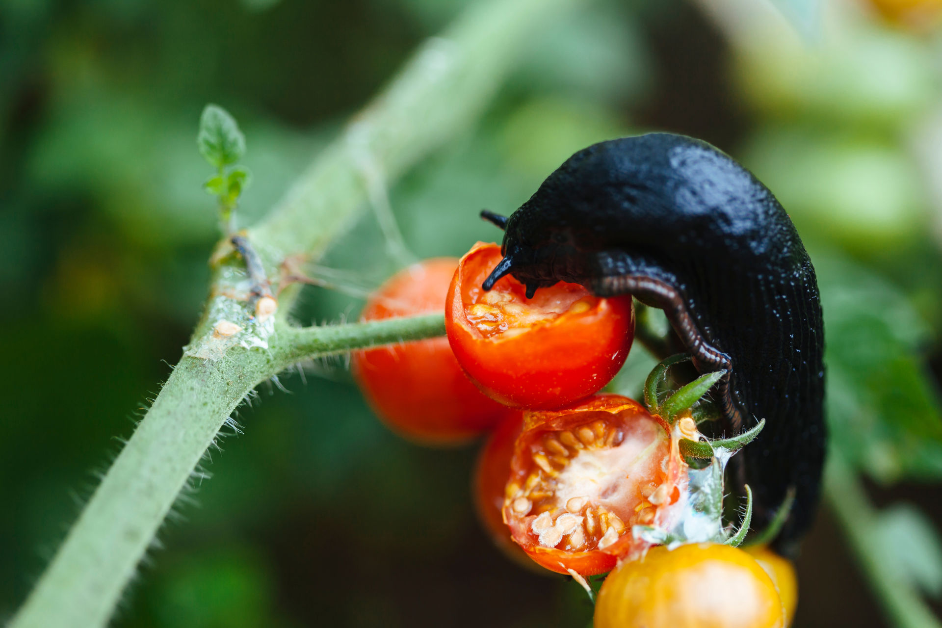 9 Natural Ways to Keep Pests Out of Your Vegetable Garden