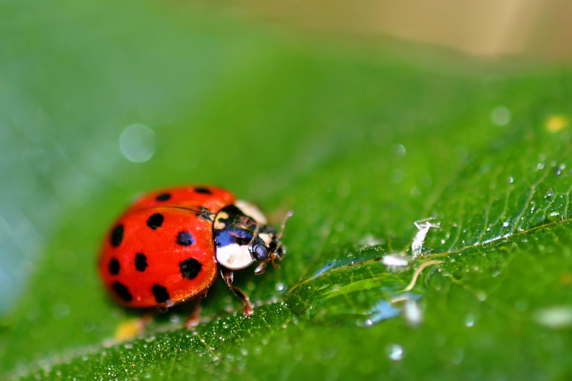 Encouraging Beneficial Insects