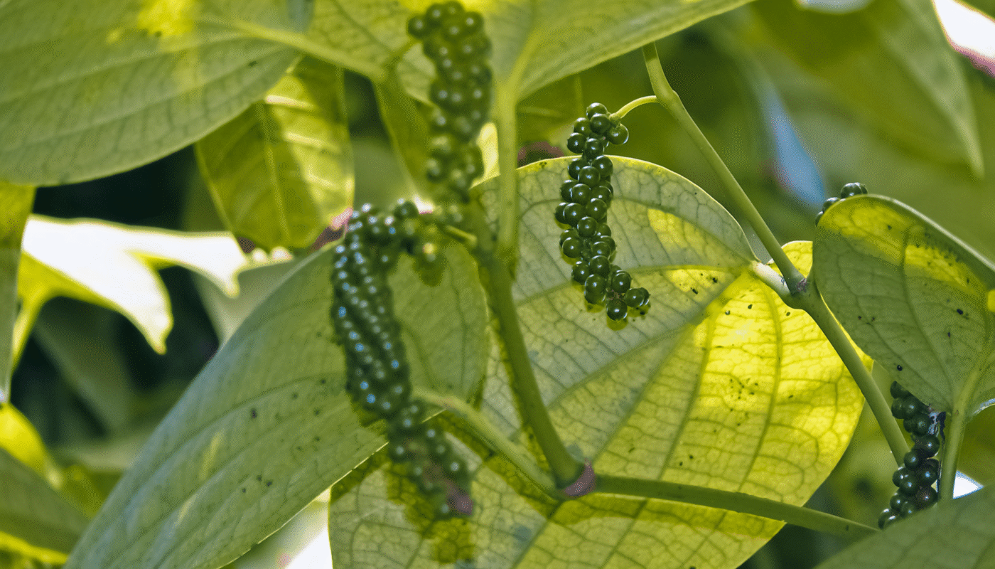 Growing Black Pepper