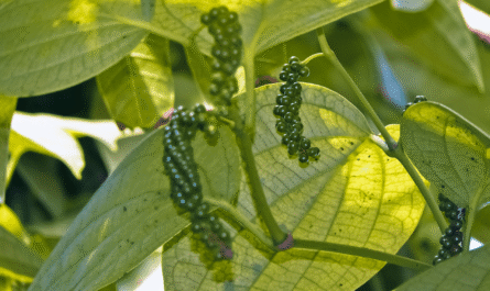 Growing Black Pepper