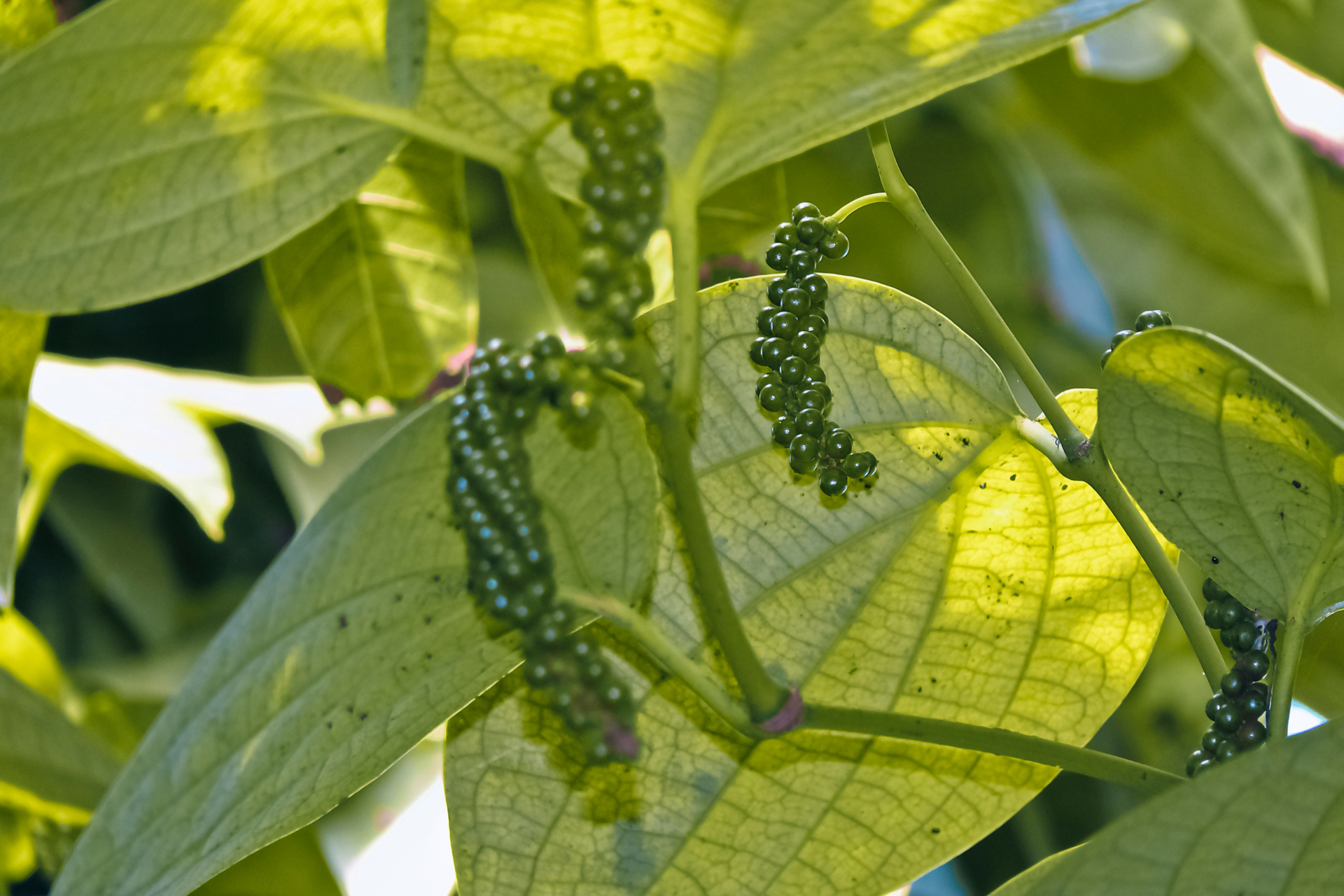Growing Black Pepper