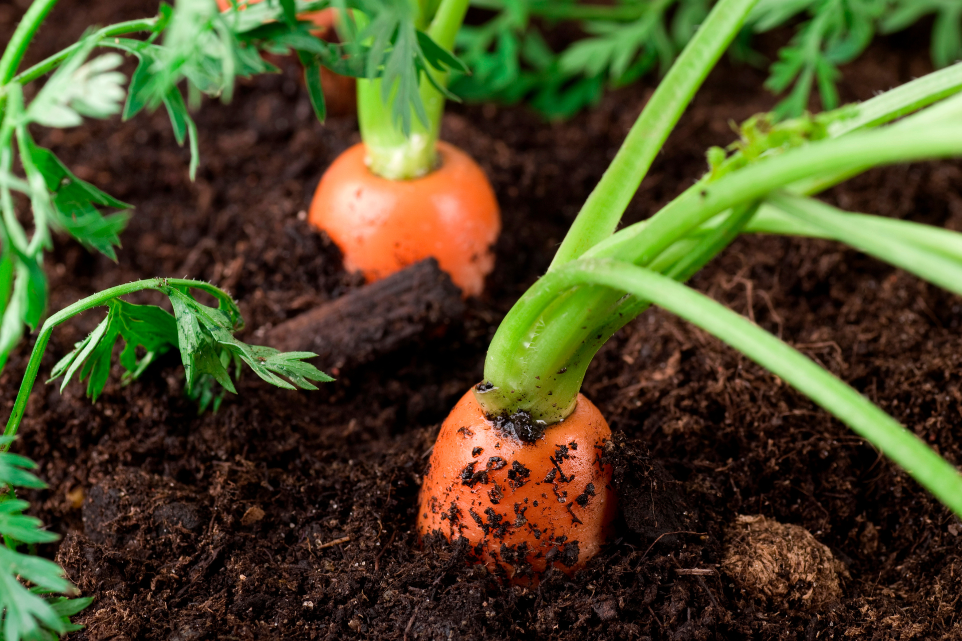 Growing Carrots in July