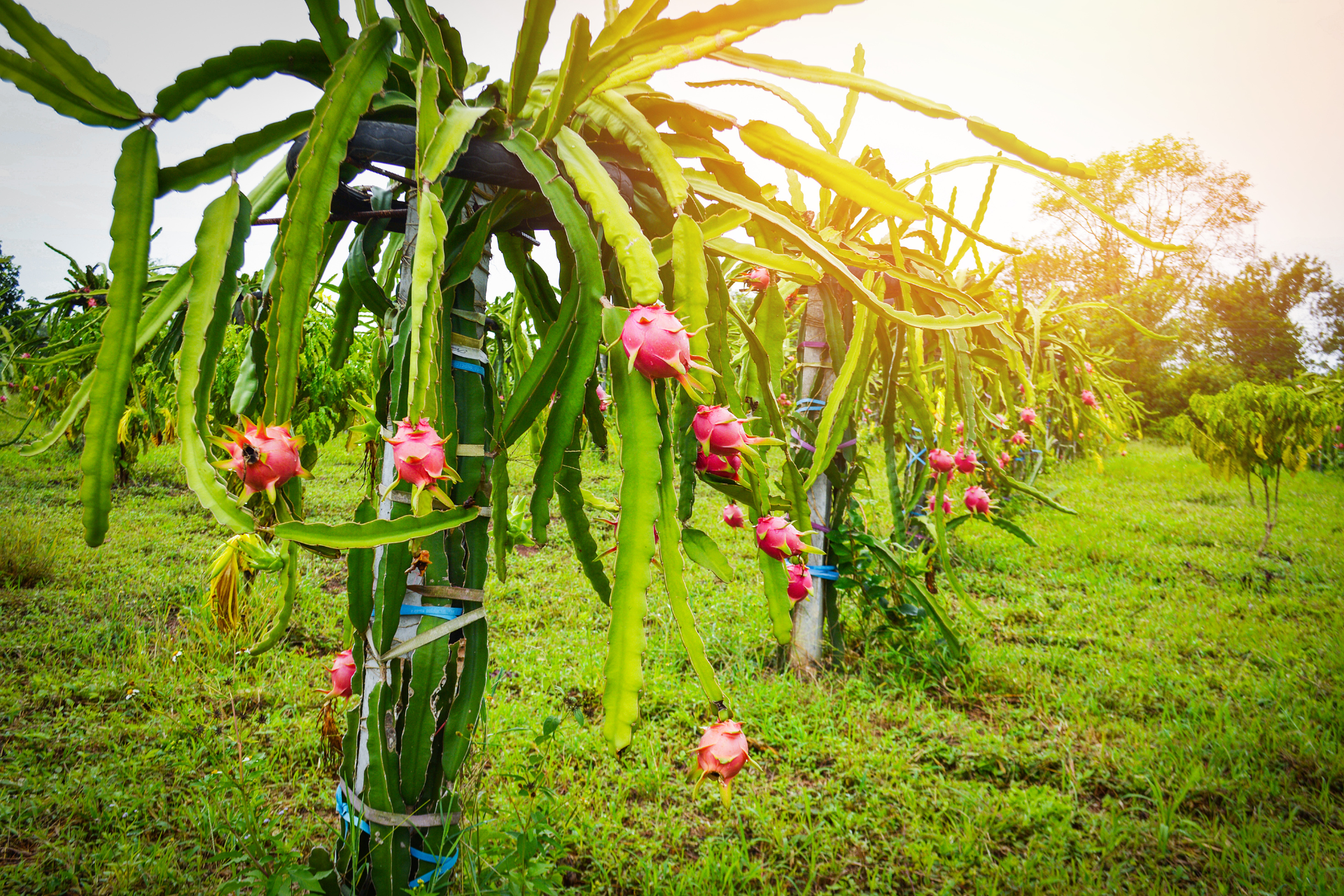 Growing Dragon fruit from seeds
