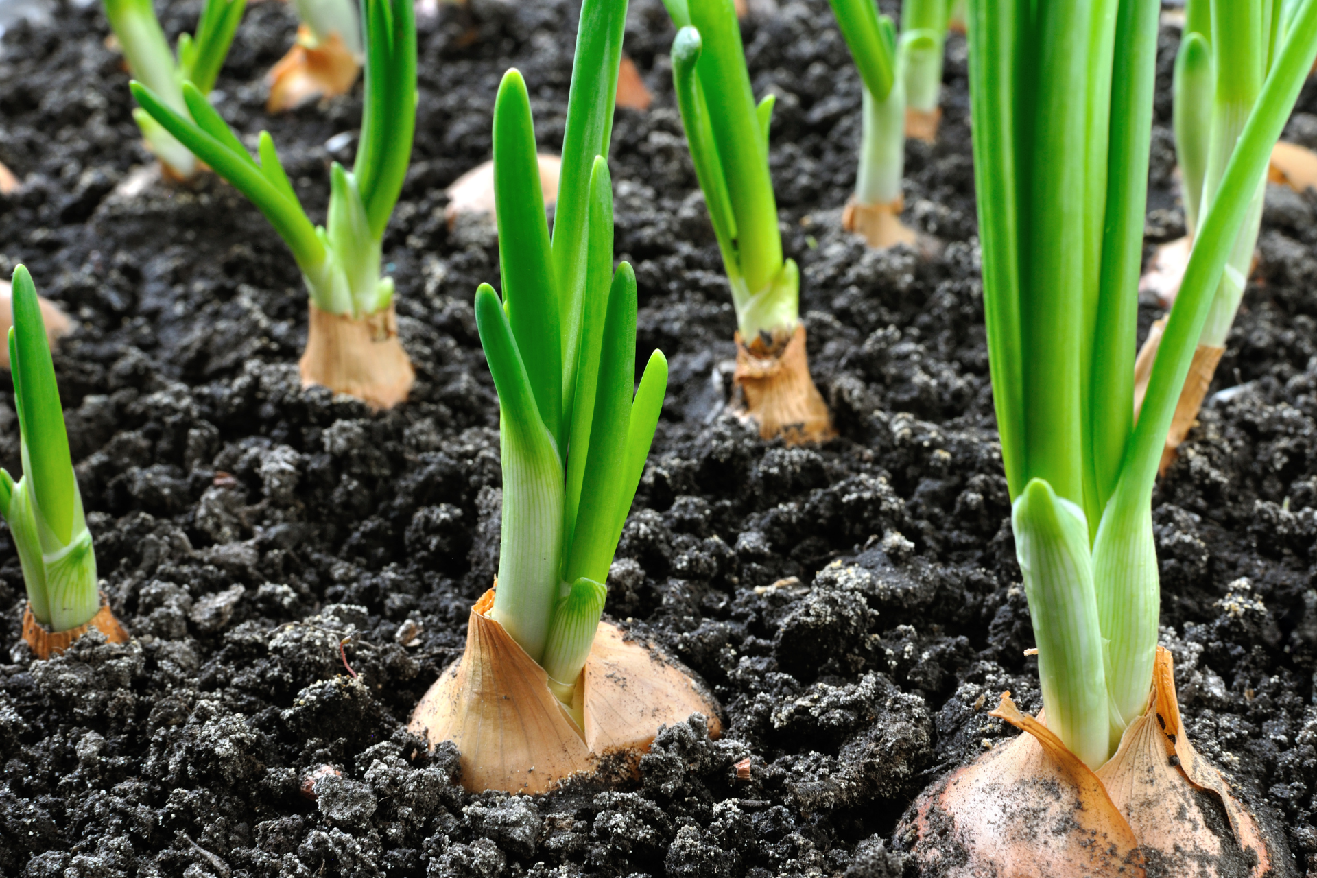 Growing Green Onions in July