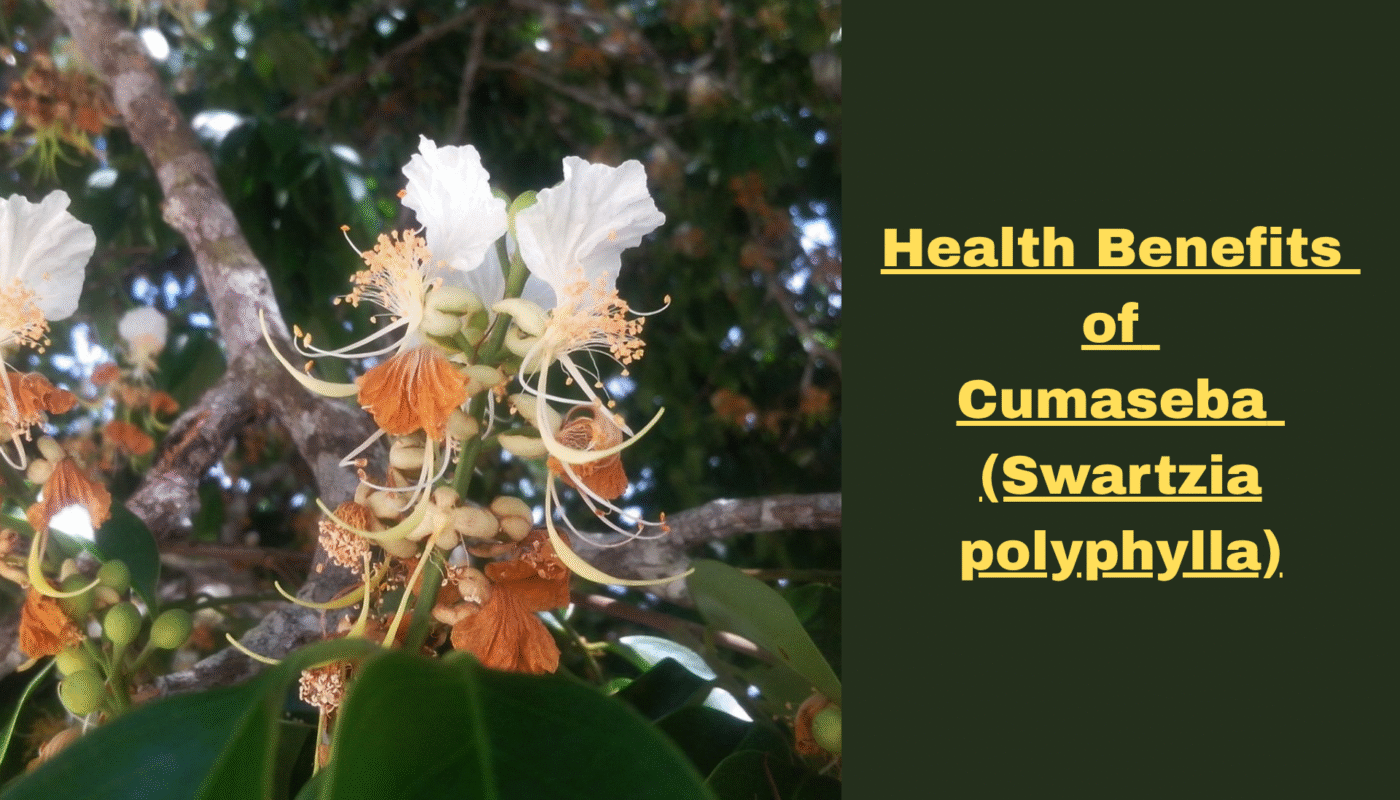 Health Benefit of Cumaseba (Swartzia polyphylla)