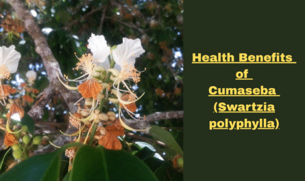 Health Benefit of Cumaseba (Swartzia polyphylla)