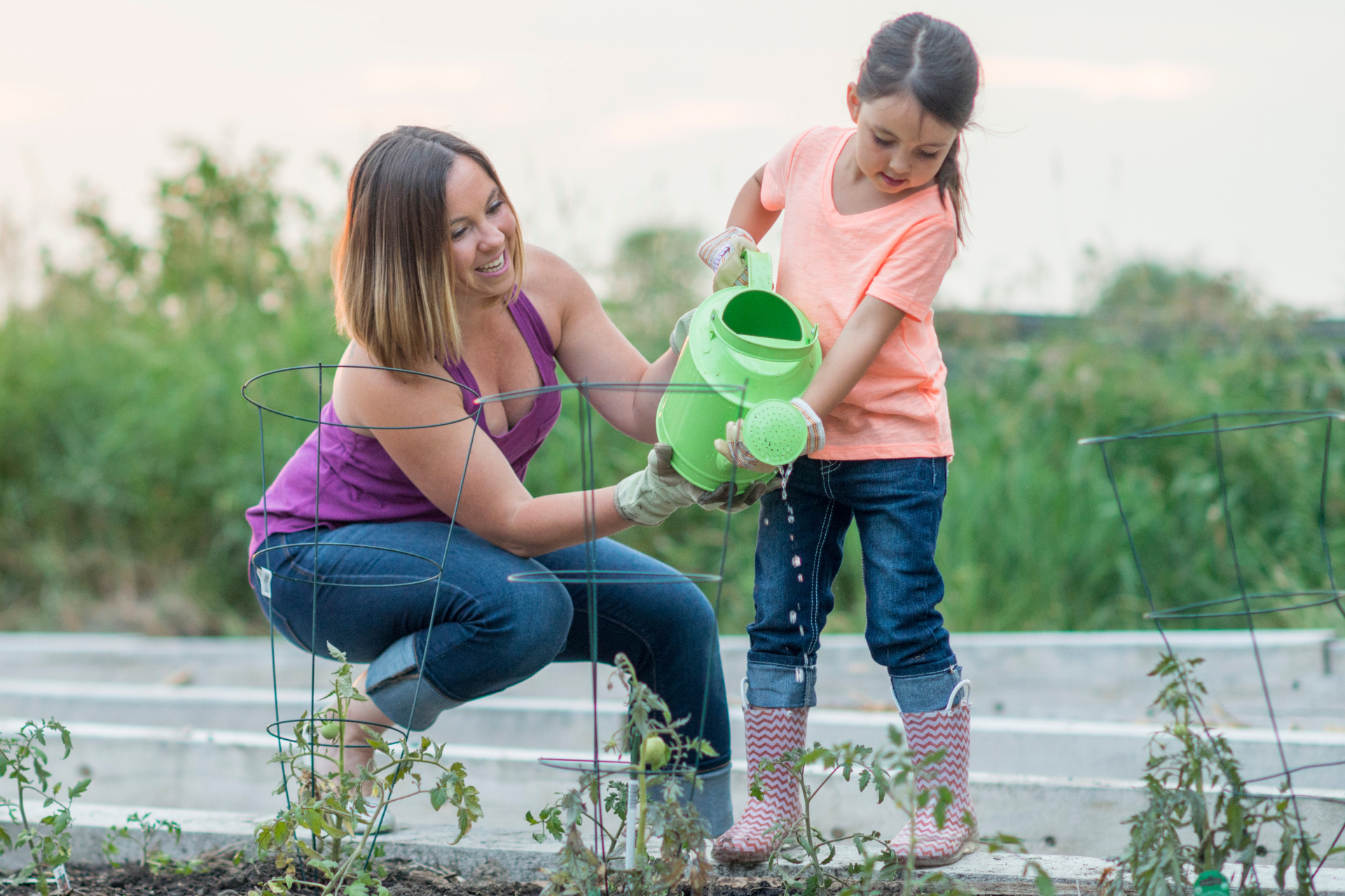 How Often Should You Be Watering Your Tomatoes