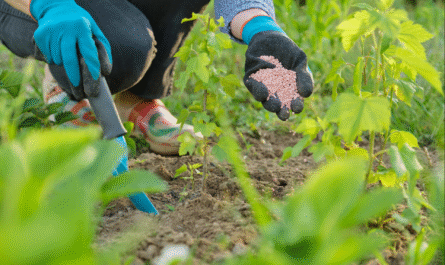 How to Add Phosphorus to Soil