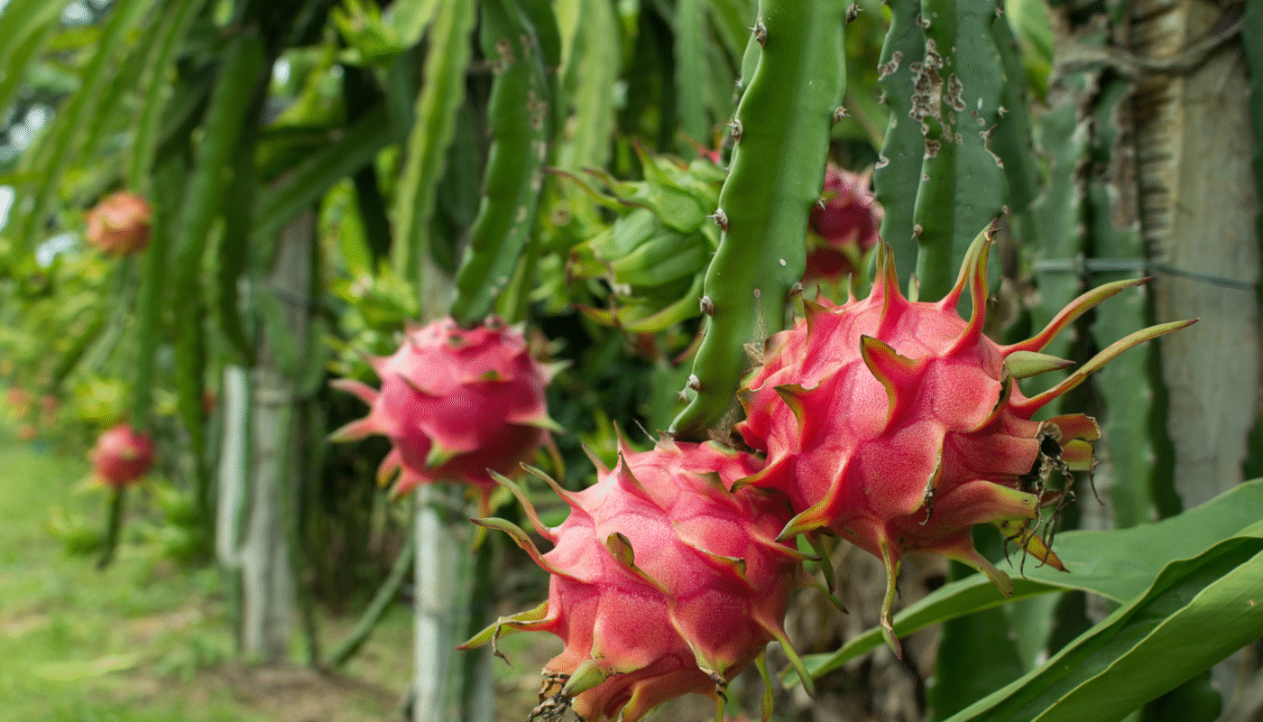 How to Grow Purple Dragon Fruit From Cuttings